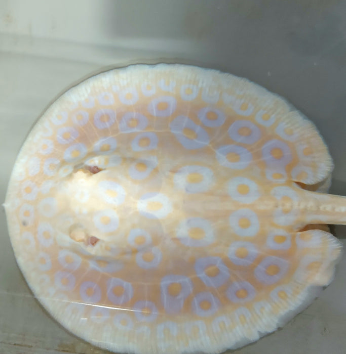 Golden Base Albino Pearl Stingray (Potamotrygon jabuti)