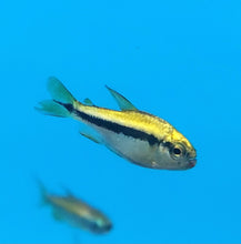 Load image into Gallery viewer, Yellow Lapis Tetra (Hyphessobrycon cyanotaenia)
