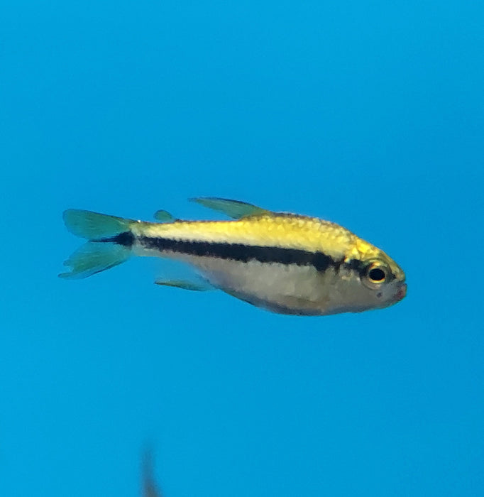 Yellow Lapis Tetra (Hyphessobrycon cyanotaenia)