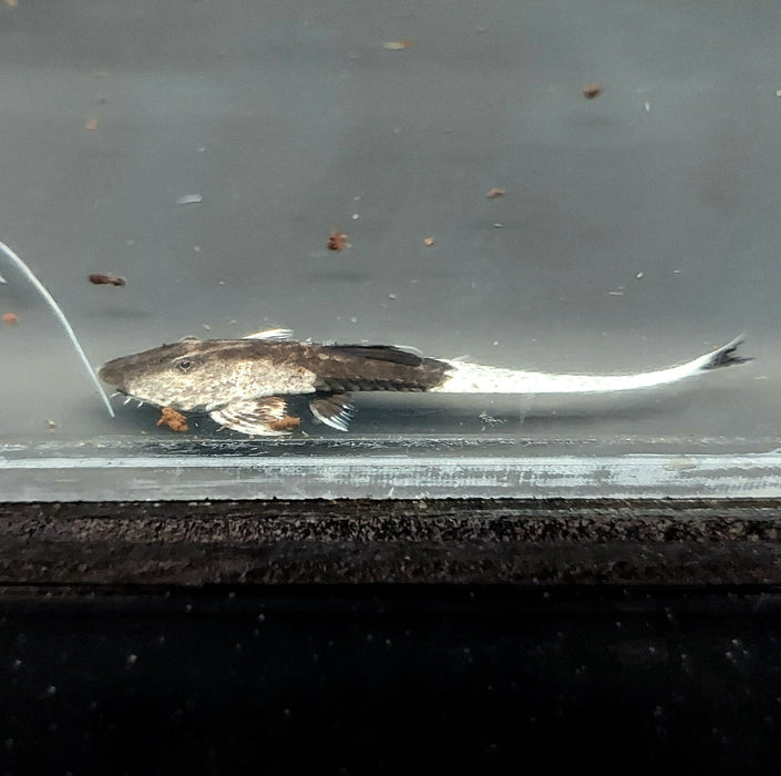 Chameleon Loricaria (Pseudohemiodon apithanos)