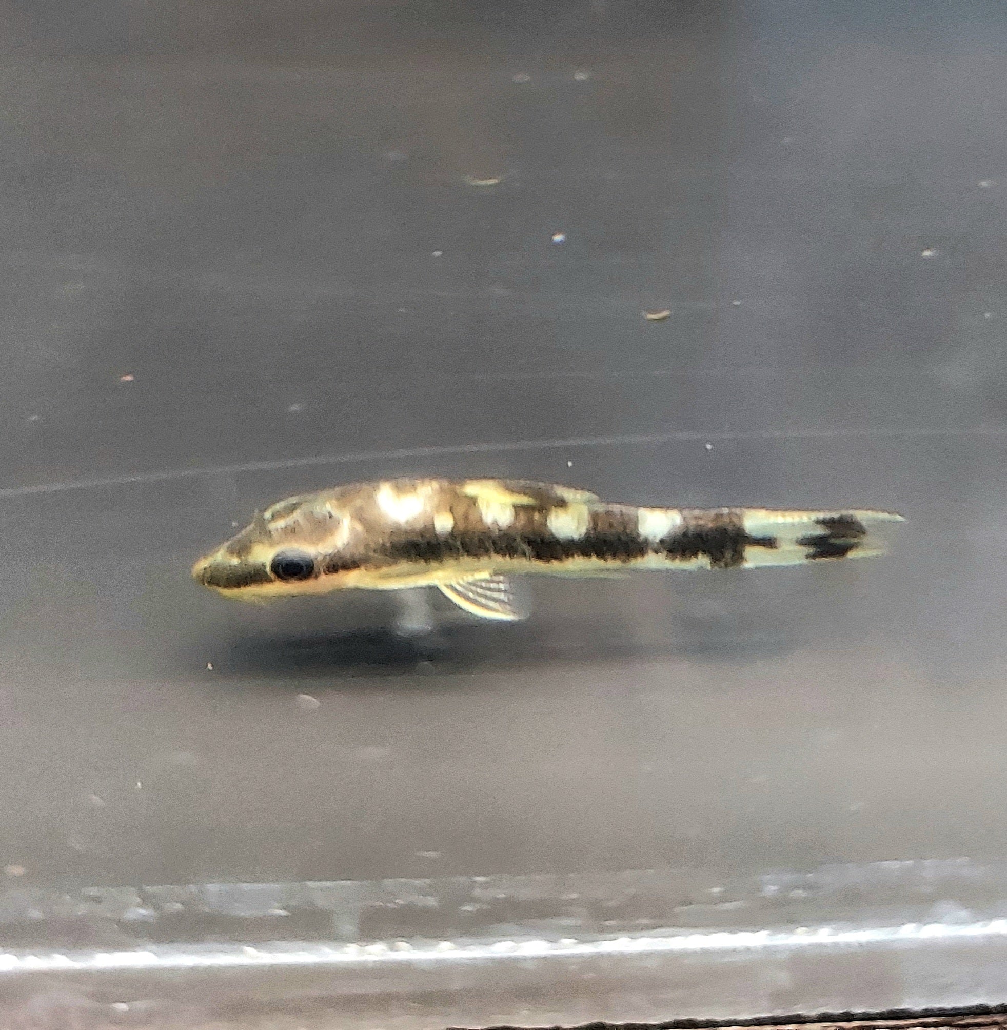 Zebra Otocinclus Catfish (Otocinclus cocama)