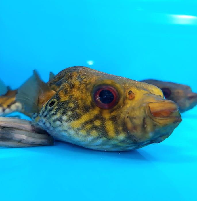 Thai Humpback Dragon Puffer (Pao palembangensis)