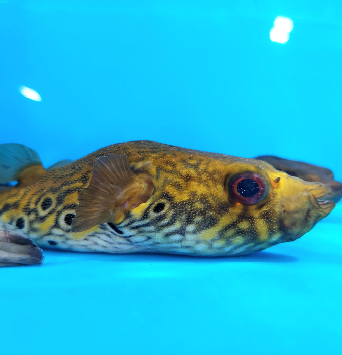 Thai Humpback Dragon Puffer (Pao palembangensis)