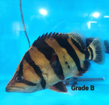 Load image into Gallery viewer, Siamese Tiger Fish (Datnioides pulcher)
