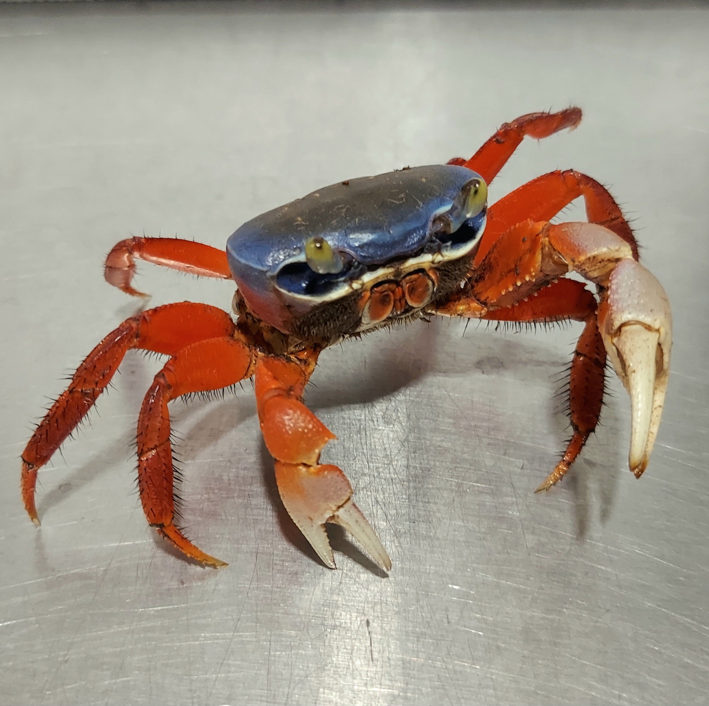 African Rainbow Land Crab (Cardisoma armatum)