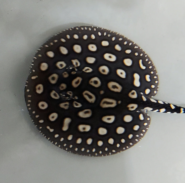 Eclipse Black Diamond Stingray (Potamotrygon leopoldi)