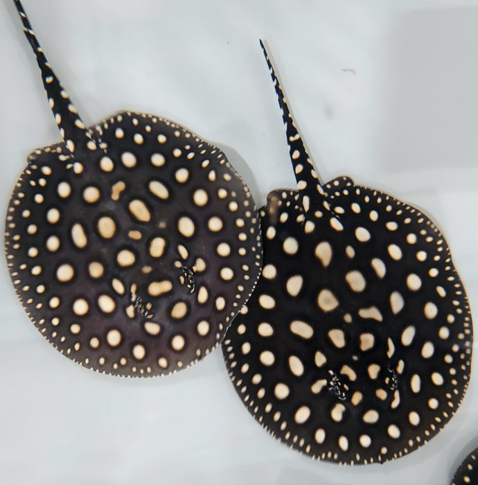 Black Diamond Stingray (Potamotrygon leopoldi)