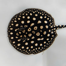 Load image into Gallery viewer, Eclipse Black Diamond Stingray (Potamotrygon leopoldi)
