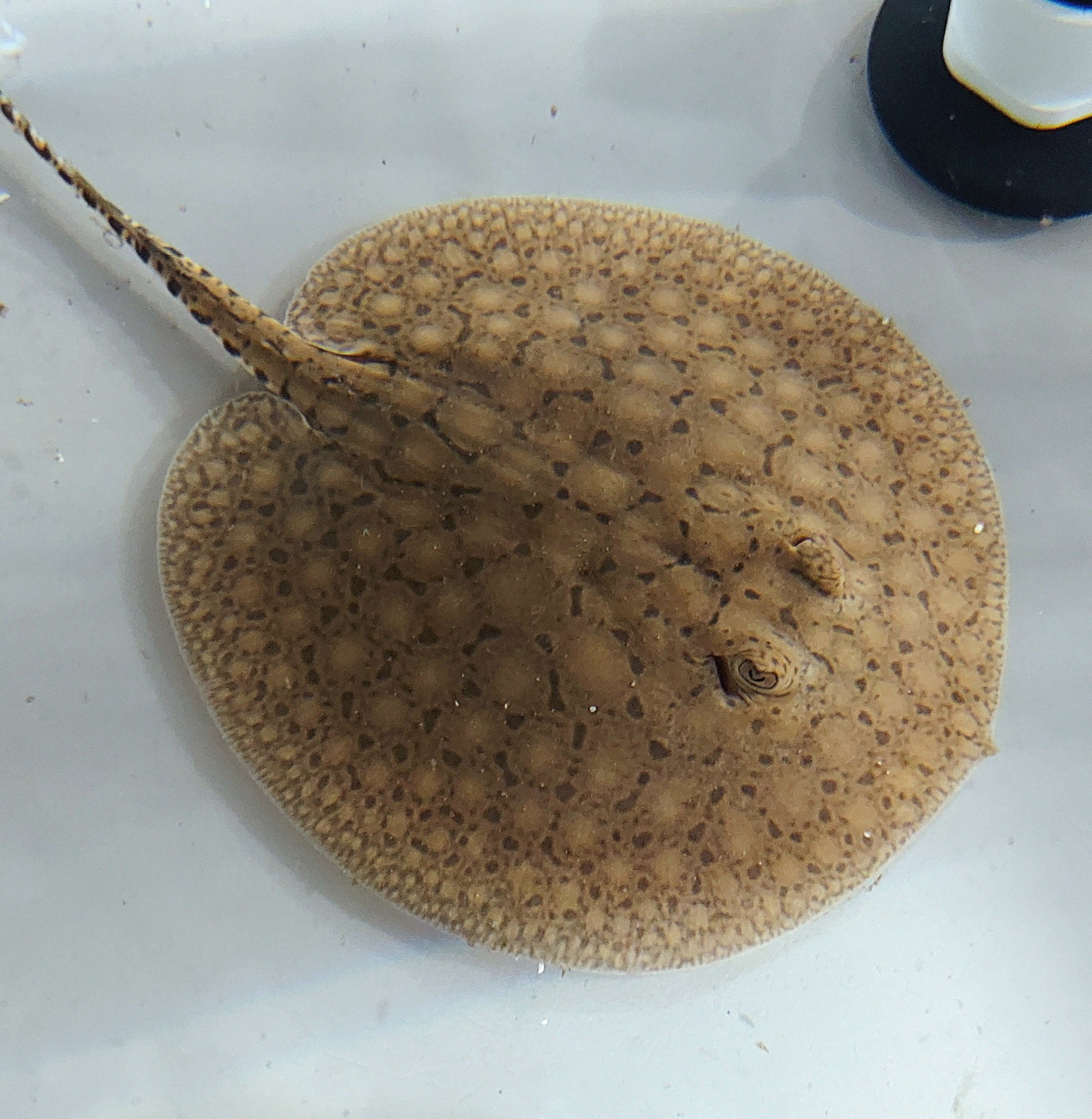 Scobina Stingray (Potamotrygon scobina)