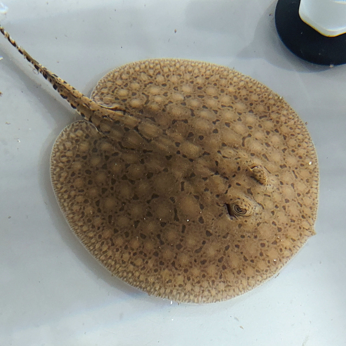 Scobina Stingray (Potamotrygon scobina) — Predatory Fins