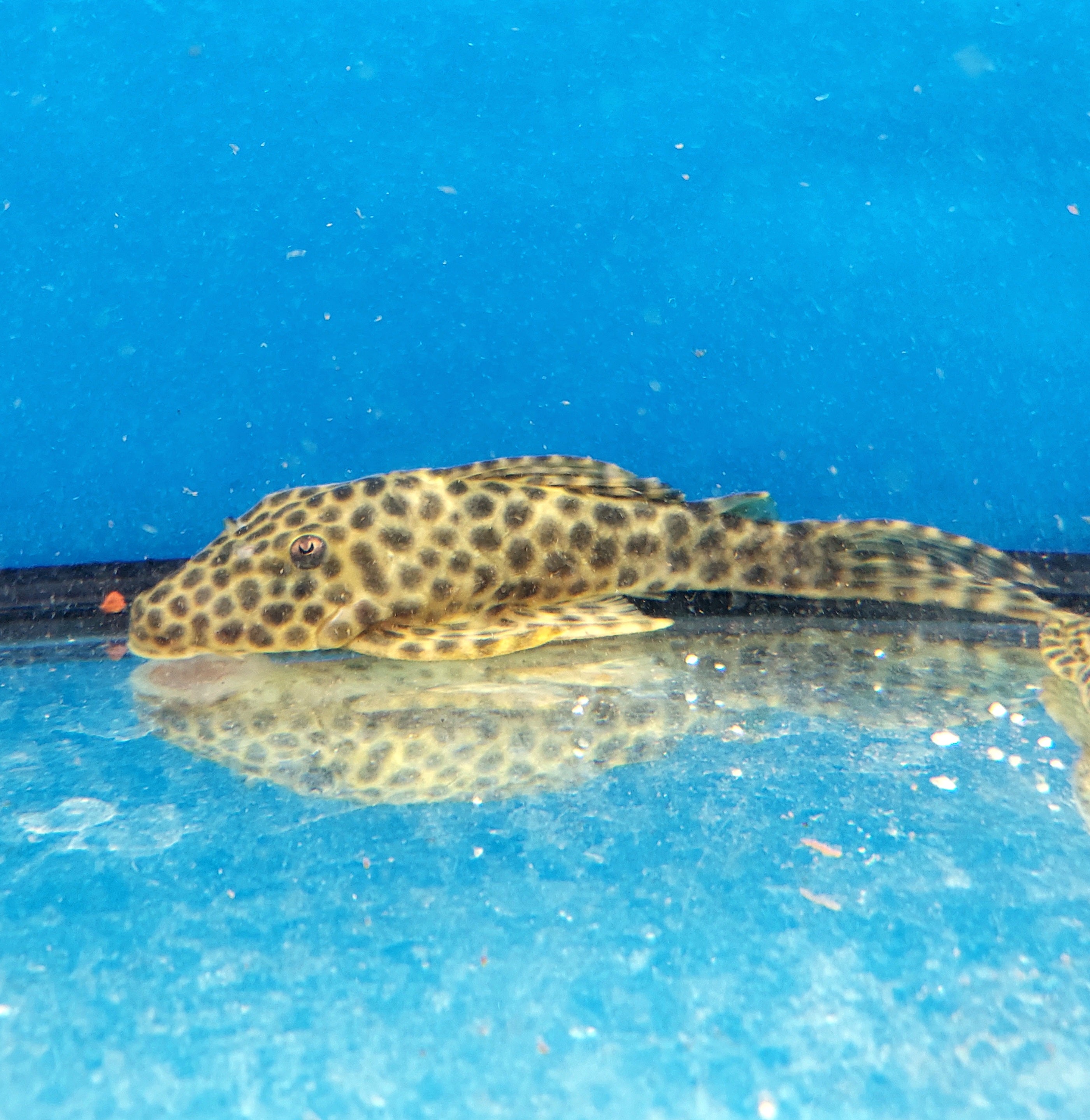 L233 / LDA009 Golden Maculatus Pleco (Hypostomus fuscomaculatus ...