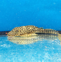 Load image into Gallery viewer, L233 / LDA009 Golden Maculatus Pleco (Hypostomus fuscomaculatus)
