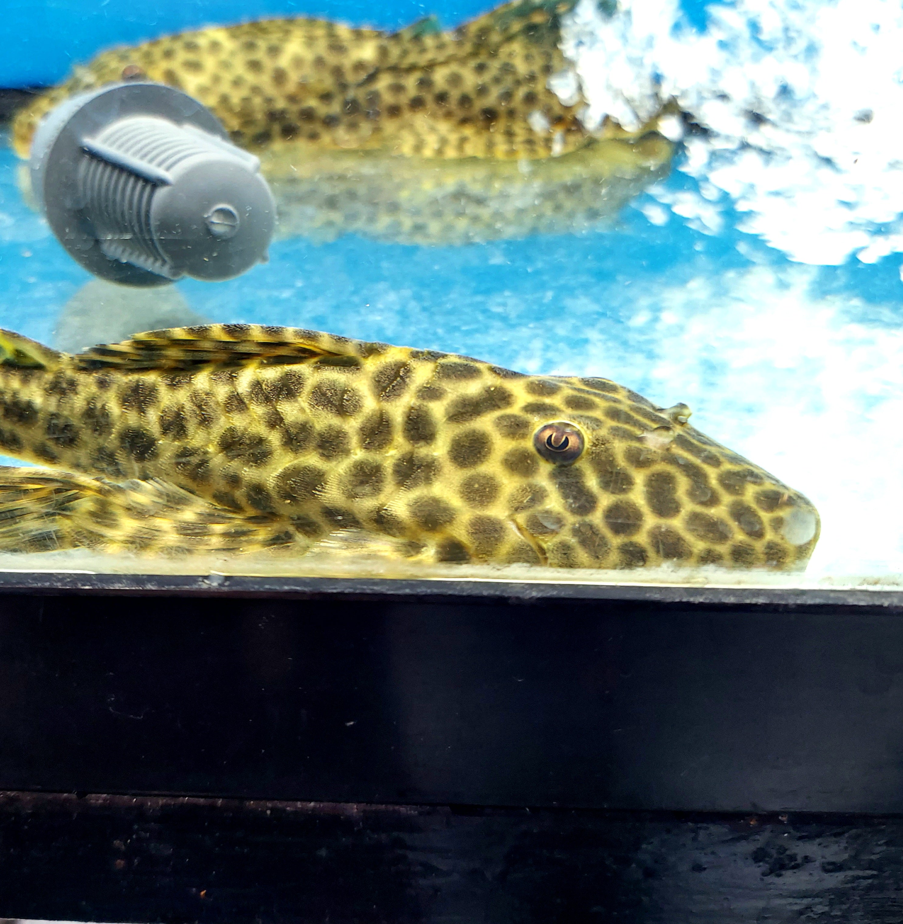 L233 / LDA009 Golden Maculatus Pleco (Hypostomus fuscomaculatus ...