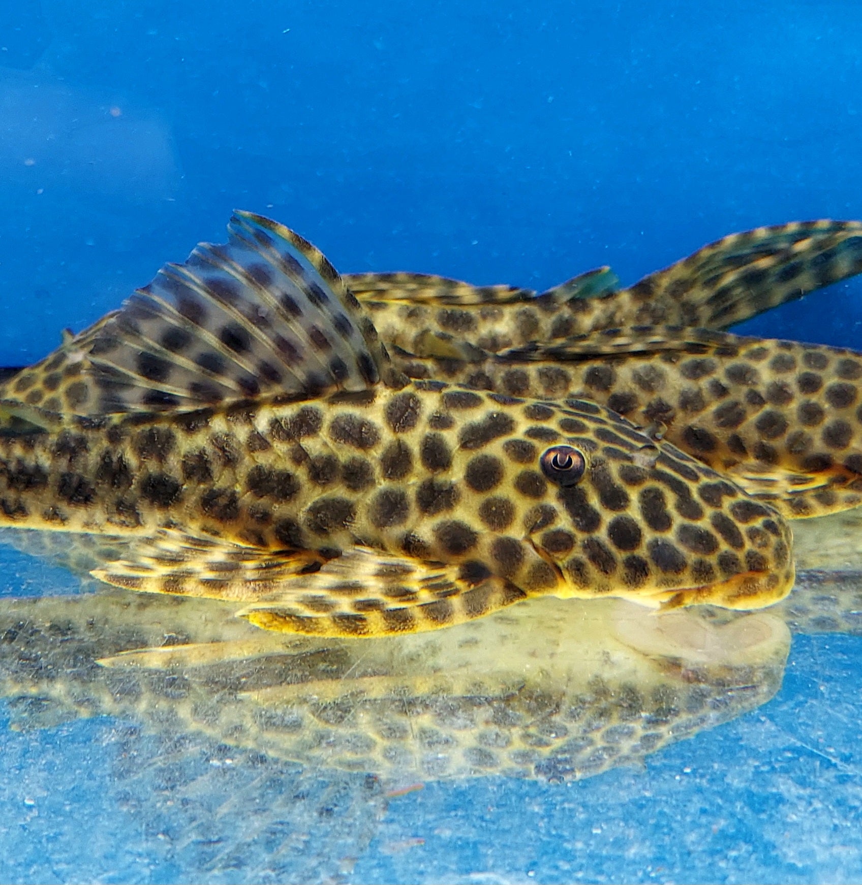 L233 / LDA009 Golden Maculatus Pleco (Hypostomus fuscomaculatus ...