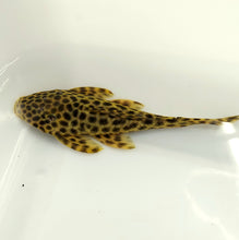 Load image into Gallery viewer, L233 / LDA009 Golden Maculatus Pleco (Hypostomus fuscomaculatus)
