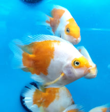Load image into Gallery viewer, Golden / Yellow and White Parrot Cichlid (Cichlasoma sp)
