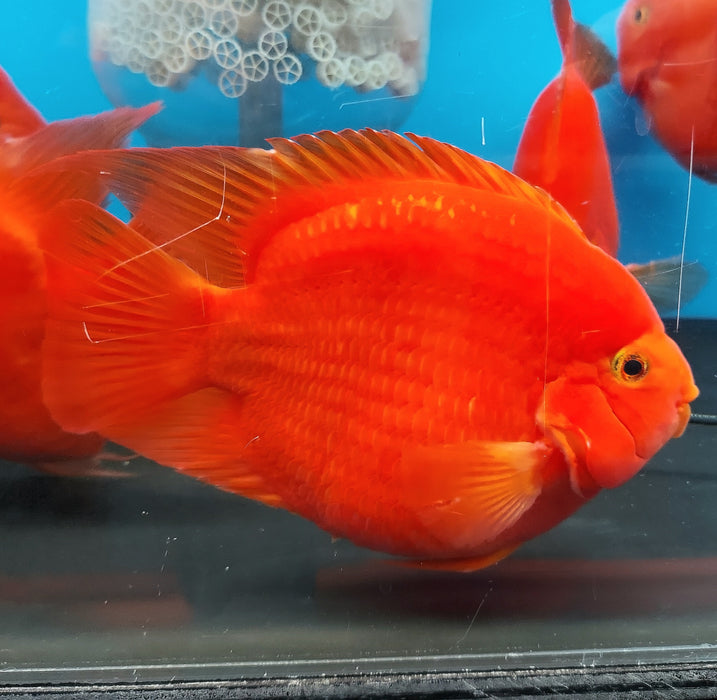 Blood Red Ingot Parrot Cichlid (Cichlasoma sp)