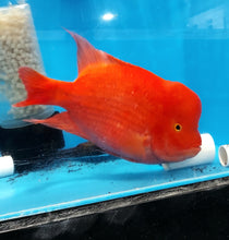Load image into Gallery viewer, King Kong Red Mammon Parrot Cichlid (Cichlasoma sp)
