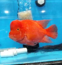 Load image into Gallery viewer, King Kong Red Mammon Parrot Cichlid (Cichlasoma sp)
