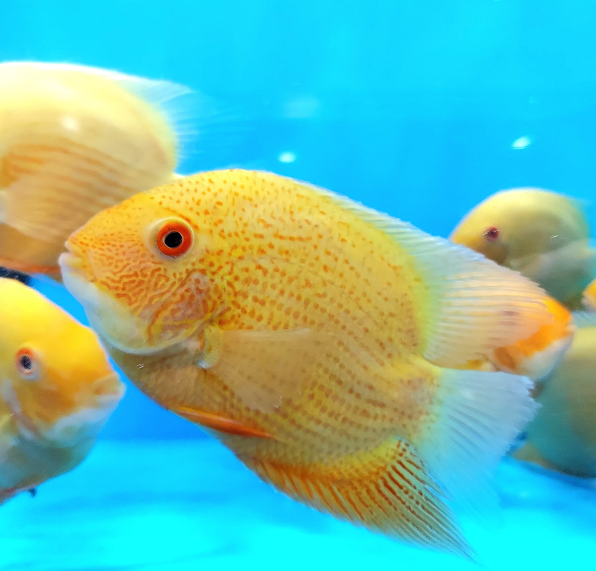 Live Gold Severum Cichlid (Heros Sp.) – Freshwater Tropical Fish – Approx. 2.5 Inches
