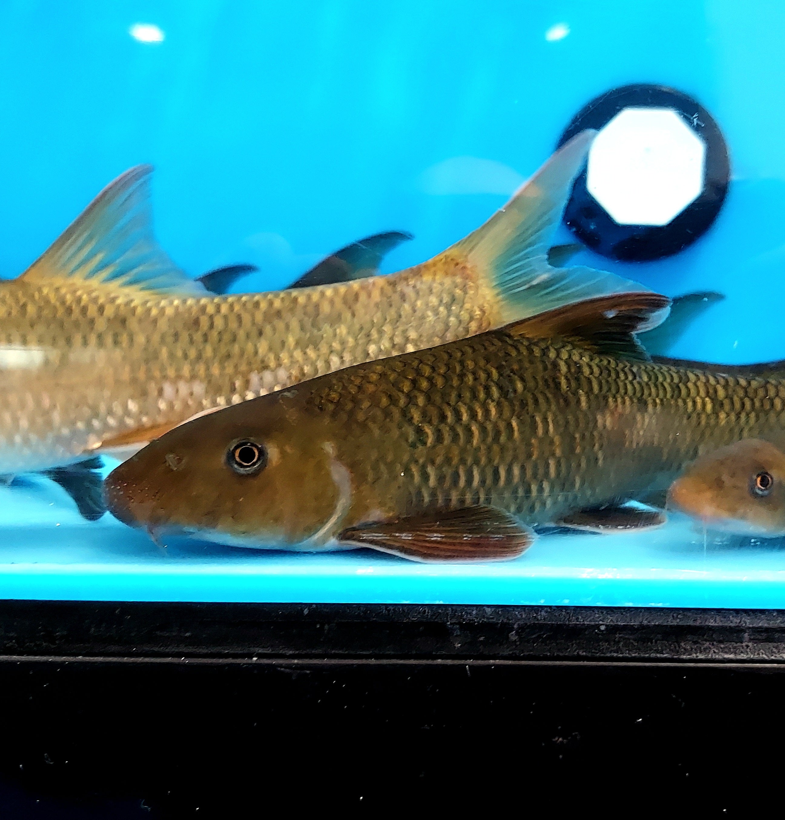 Dusky Barbel (Semilabeo obscurus)