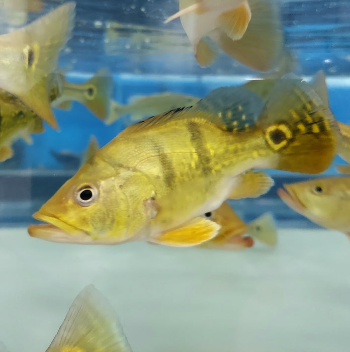 Short Body Kelberi Peacock Bass (Cichla kelberi)