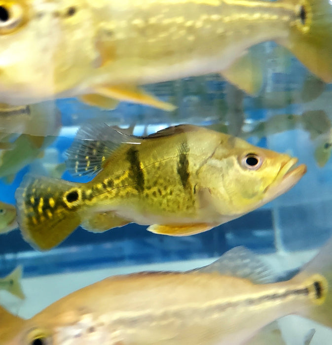 Short Body Kelberi Peacock Bass (Cichla kelberi)