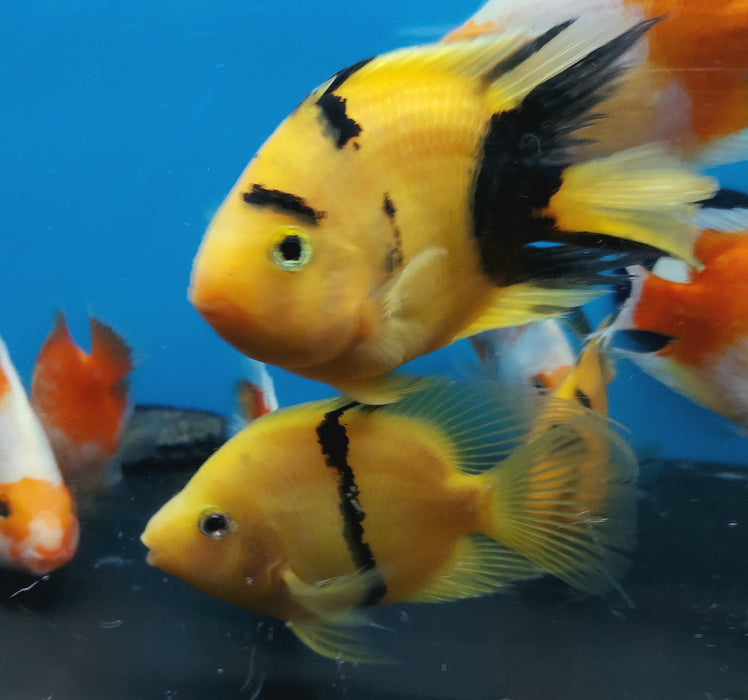 Golden / Yellow Tiger Parrot Cichlid (Cichlasoma  sp)