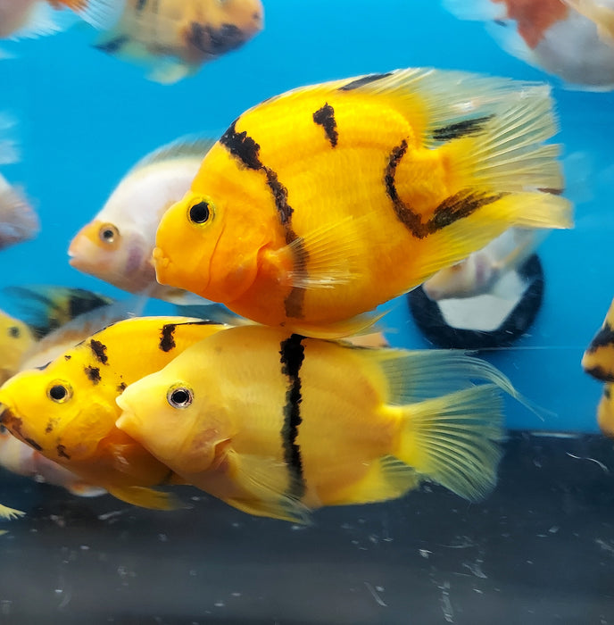 Golden / Yellow Tiger Parrot Cichlid (Cichlasoma  sp)