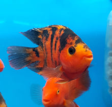 Load image into Gallery viewer, Red Tiger Parrot Cichlid (Cichlasoma  sp)
