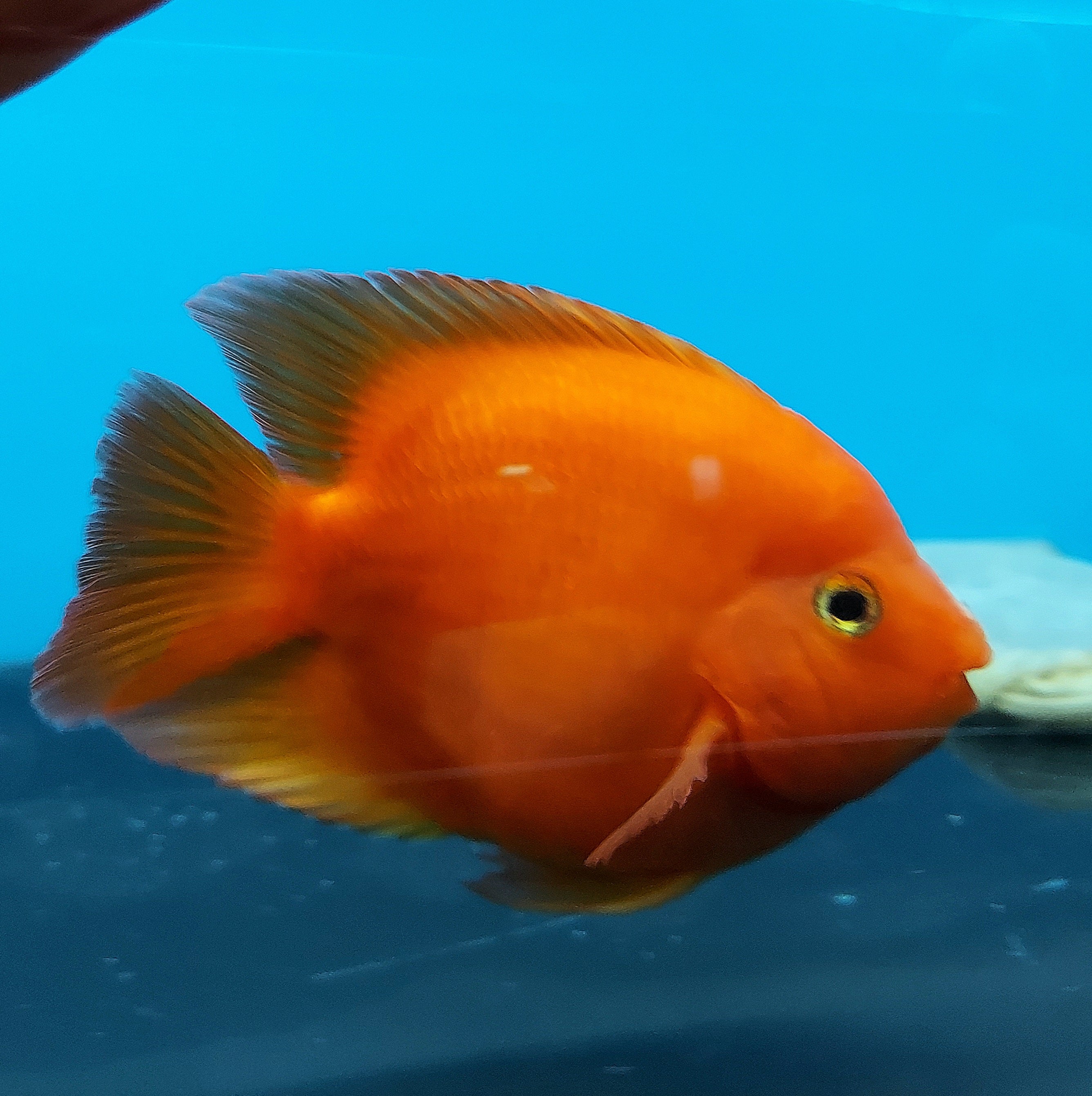 Blood Red Ingot Parrot Cichlid (Cichlasoma sp)