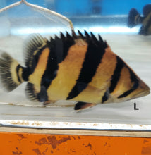 Load image into Gallery viewer, Siamese Tiger Fish (Datnioides pulcher)

