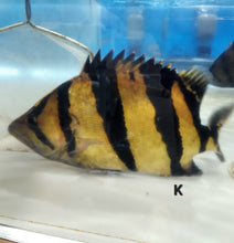 Load image into Gallery viewer, Siamese Tiger Fish (Datnioides pulcher)
