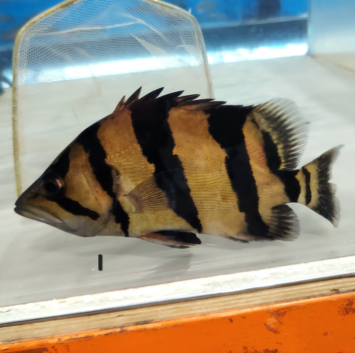 Siamese Tiger Fish (Datnioides pulcher)