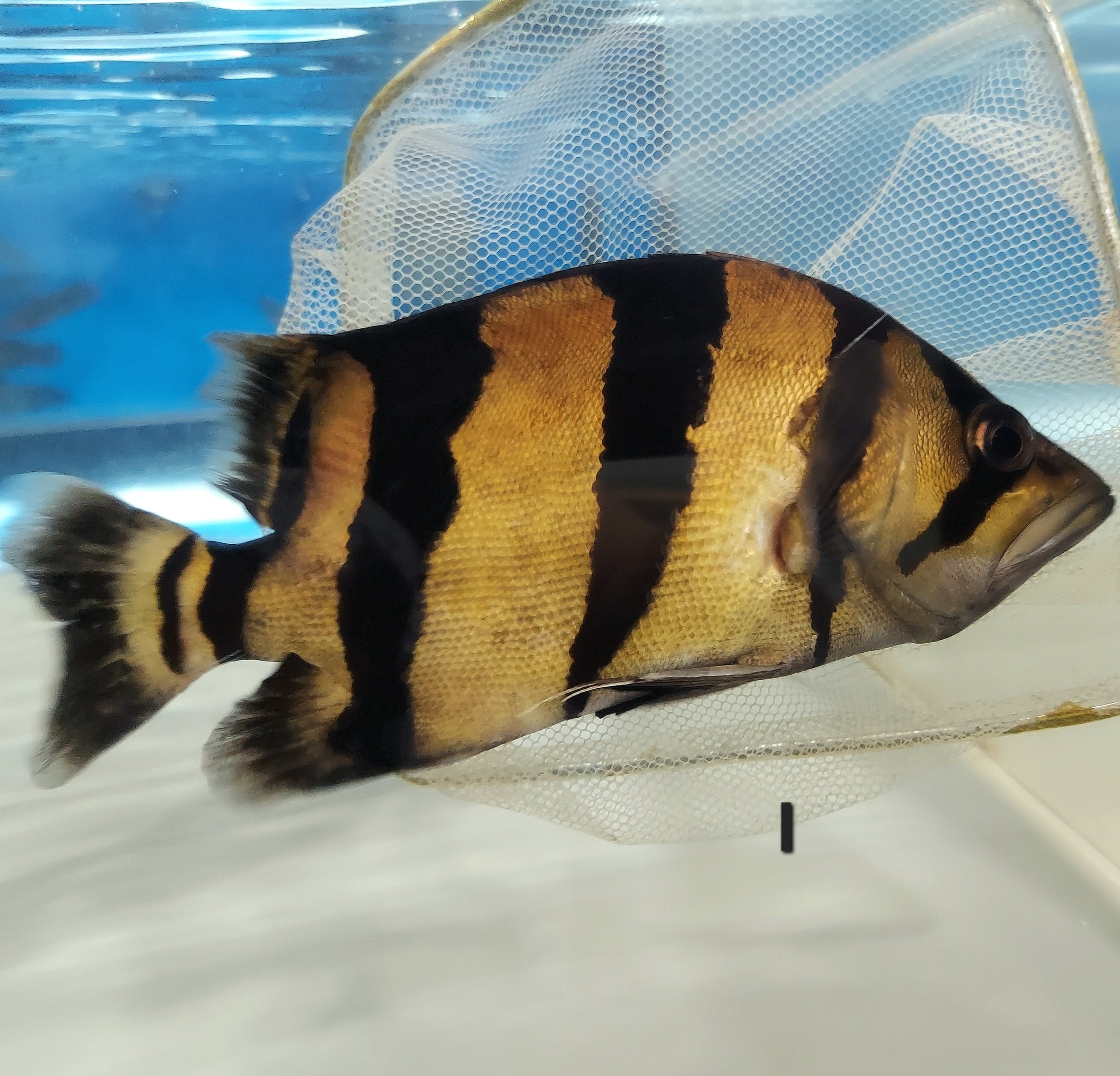 Siamese Tiger Fish (Datnioides pulcher) — Predatory Fins