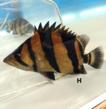 Load image into Gallery viewer, Siamese Tiger Fish (Datnioides pulcher)
