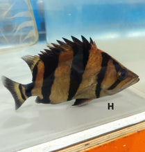 Load image into Gallery viewer, Siamese Tiger Fish (Datnioides pulcher)
