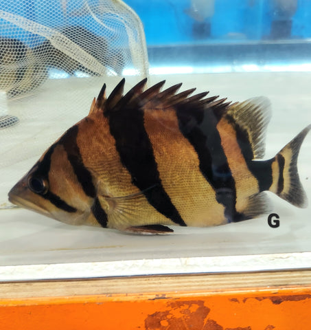 Siamese Tiger Fish (Datnioides pulcher) – Predatory Fins