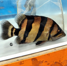 Load image into Gallery viewer, Siamese Tiger Fish (Datnioides pulcher)
