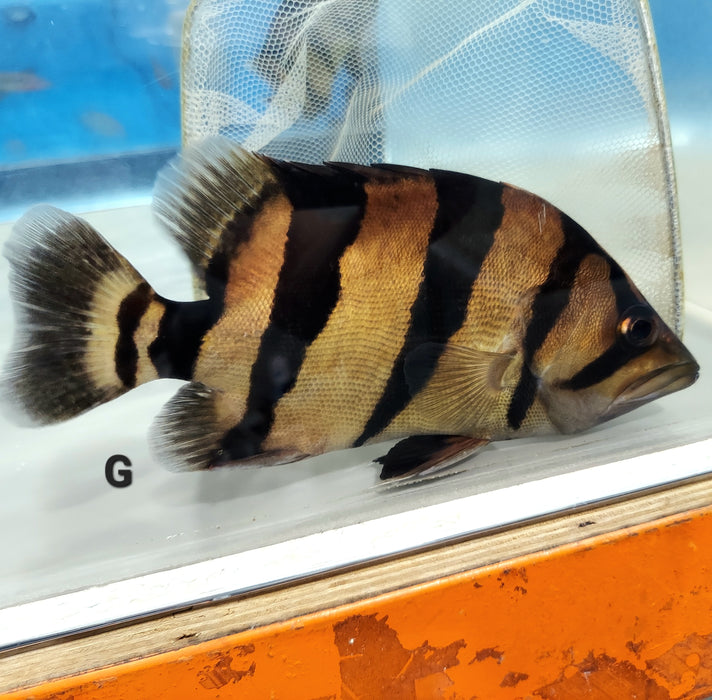 Siamese Tiger Fish (Datnioides pulcher)