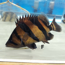 Load image into Gallery viewer, Siamese Tiger Fish (Datnioides pulcher)

