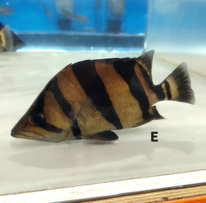Siamese Tiger Fish (Datnioides pulcher)