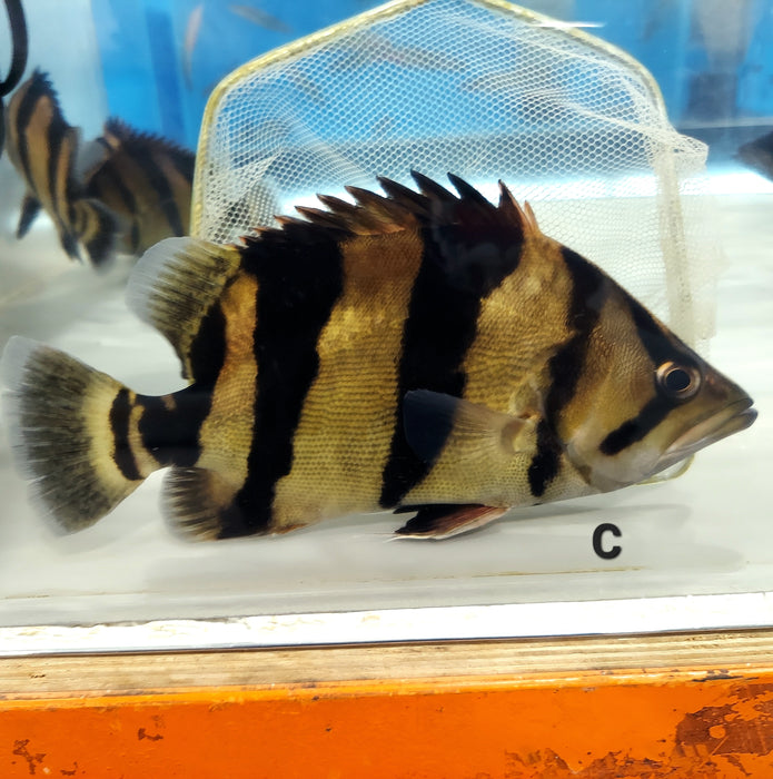 Siamese Tiger Fish (Datnioides pulcher)