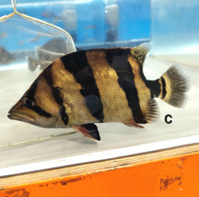 Load image into Gallery viewer, Siamese Tiger Fish (Datnioides pulcher)
