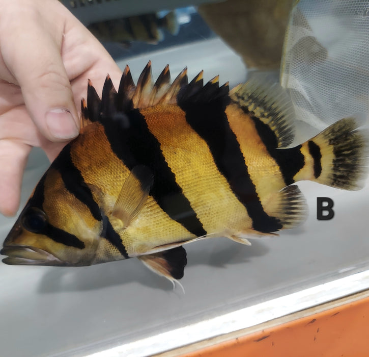 Siamese Tiger Fish (Datnioides pulcher)