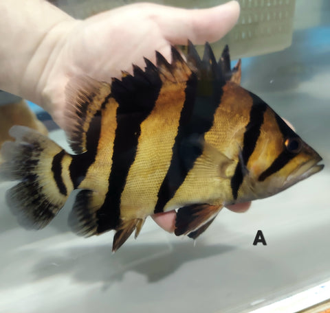Siamese Tiger Fish (Datnioides pulcher) – Predatory Fins