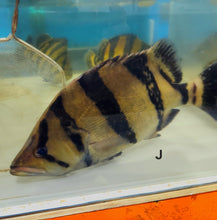 Load image into Gallery viewer, Siamese Tiger Fish (Datnioides pulcher)
