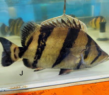 Load image into Gallery viewer, Siamese Tiger Fish (Datnioides pulcher)
