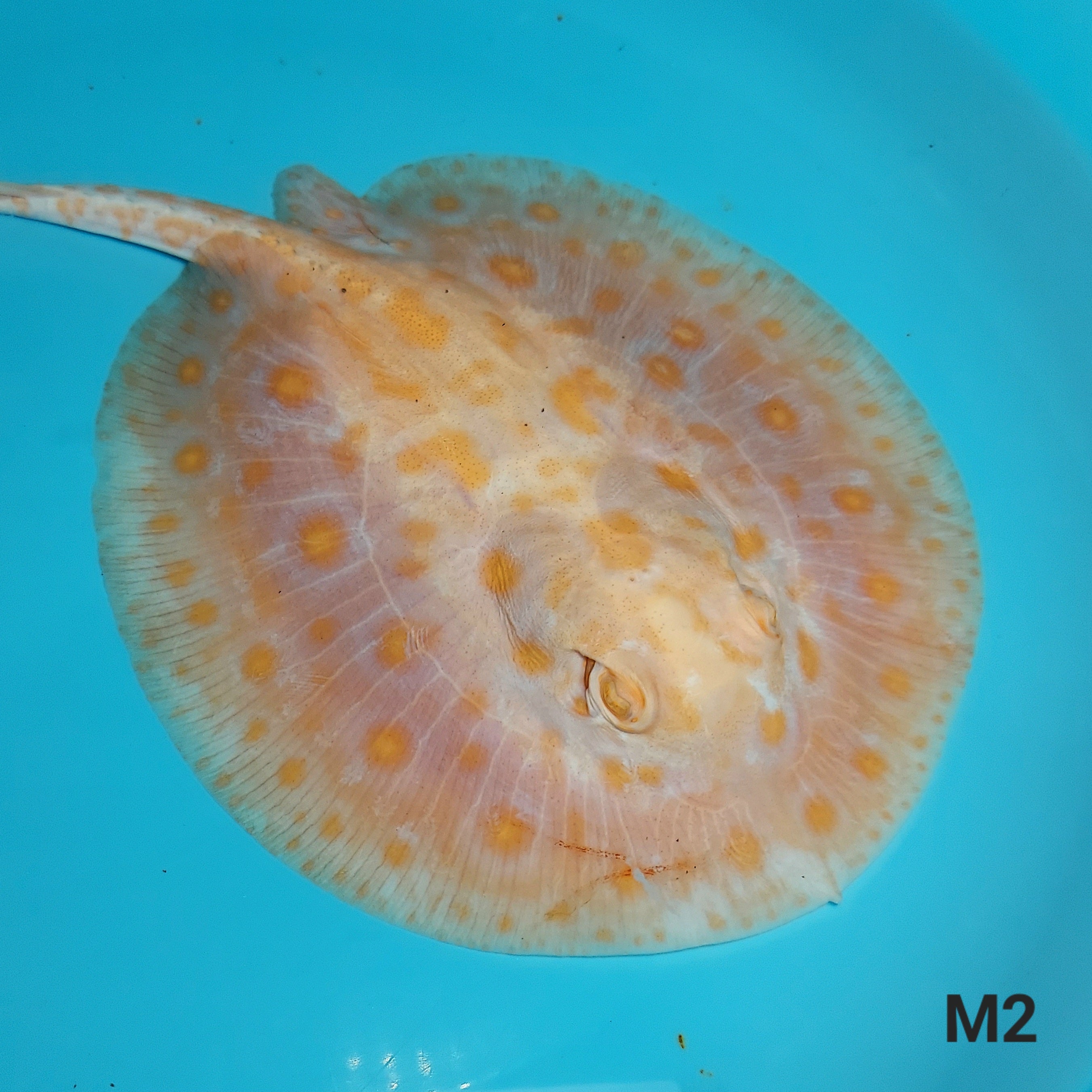 Albino Golden Red Designer Hybrid Stingray (Potamotrygon sp)