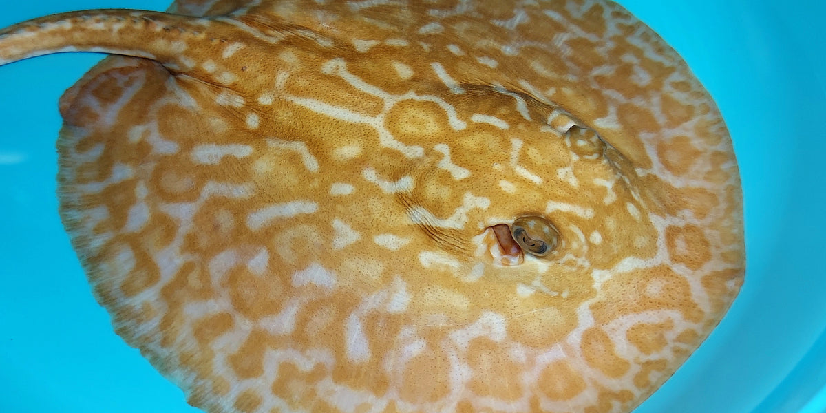 Albino Red Lucy Pearl Hybrid Stingray (Potamotrygon jabuti sp